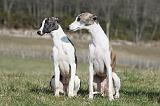 WHIPPET 373